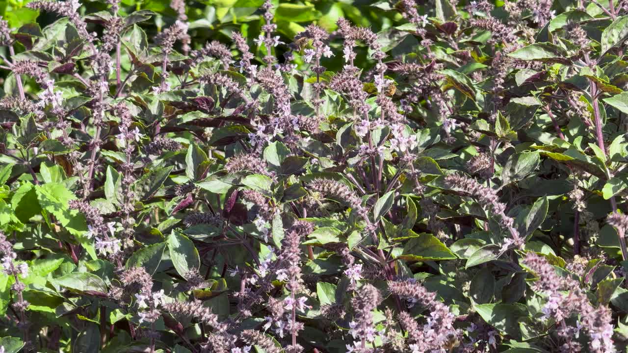 A bee actively collects nectar from blooming Ocimum basilicum (basil) flowers in a lush outdoor garden, captured in bright natural sunlight with a static camera