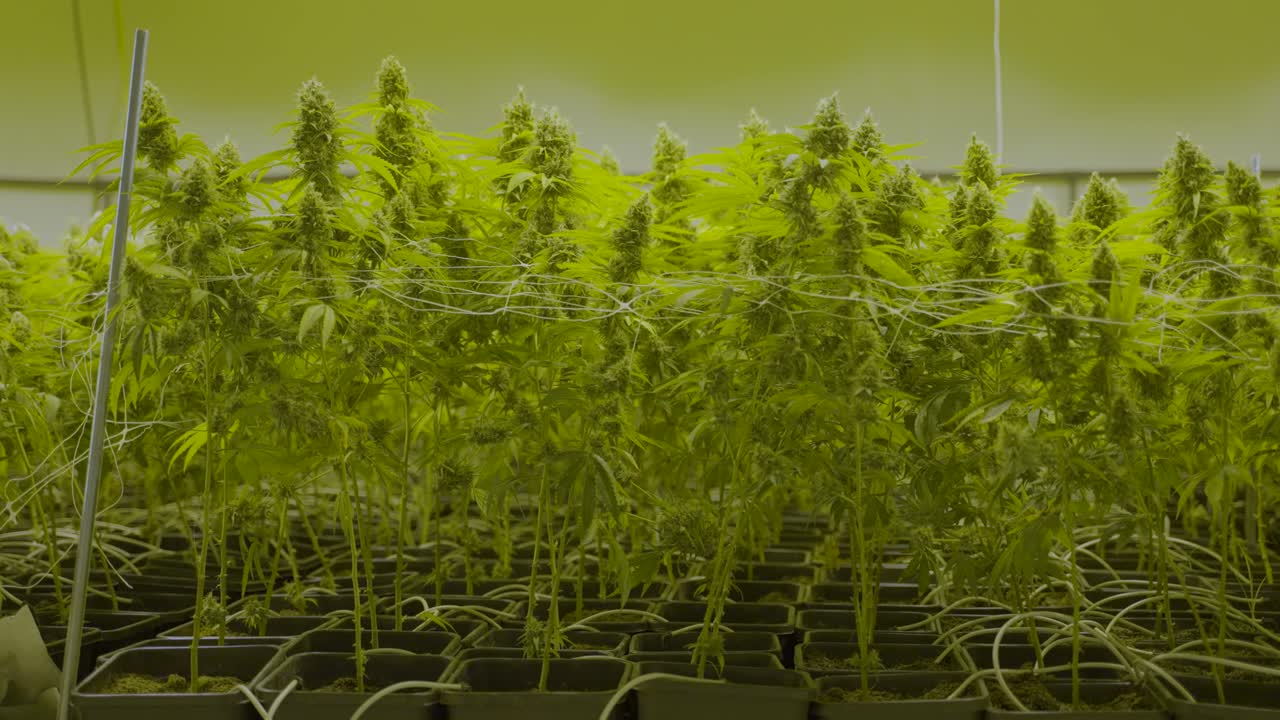 dolly en cámara lenta de grandes plantas de cannabis que crecen en un vivero