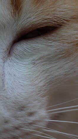 y el gato blanco durmiendo pacíficamente naranja