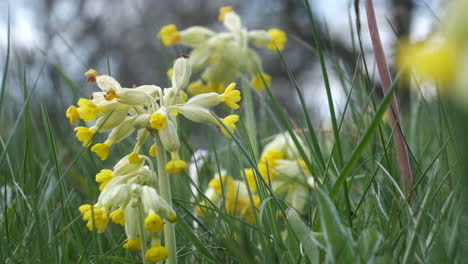 Wild-Yellow-Cowslip-flowers-and-purple-Early-Orchids-blooming-in-a-wild-flower-meadow-in-Worcestershire,-England-amid-the-strong-green-meadow-grasses