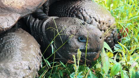 primer plano de la tortuga de las islas galápagos comiendo y pasando el rato