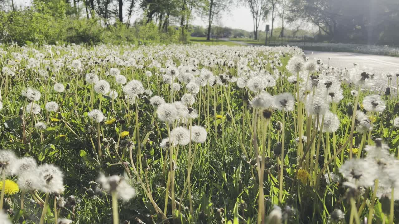 Field of dandelion flowers on a sunny day, pan up