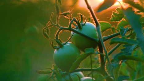 Small-green-unripe-tomato-on-potted-plant-stems-close-up---Fresh-ripe-tomatoes-on-the-branch