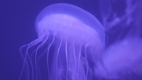 purple jellyfish floating through water. close up