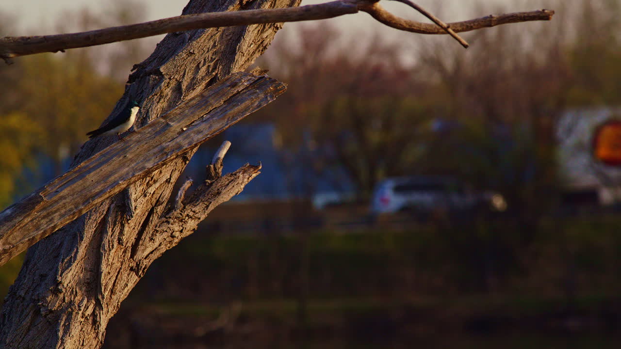 A spring dance in the sky: purple martins in captivating slow-mo.