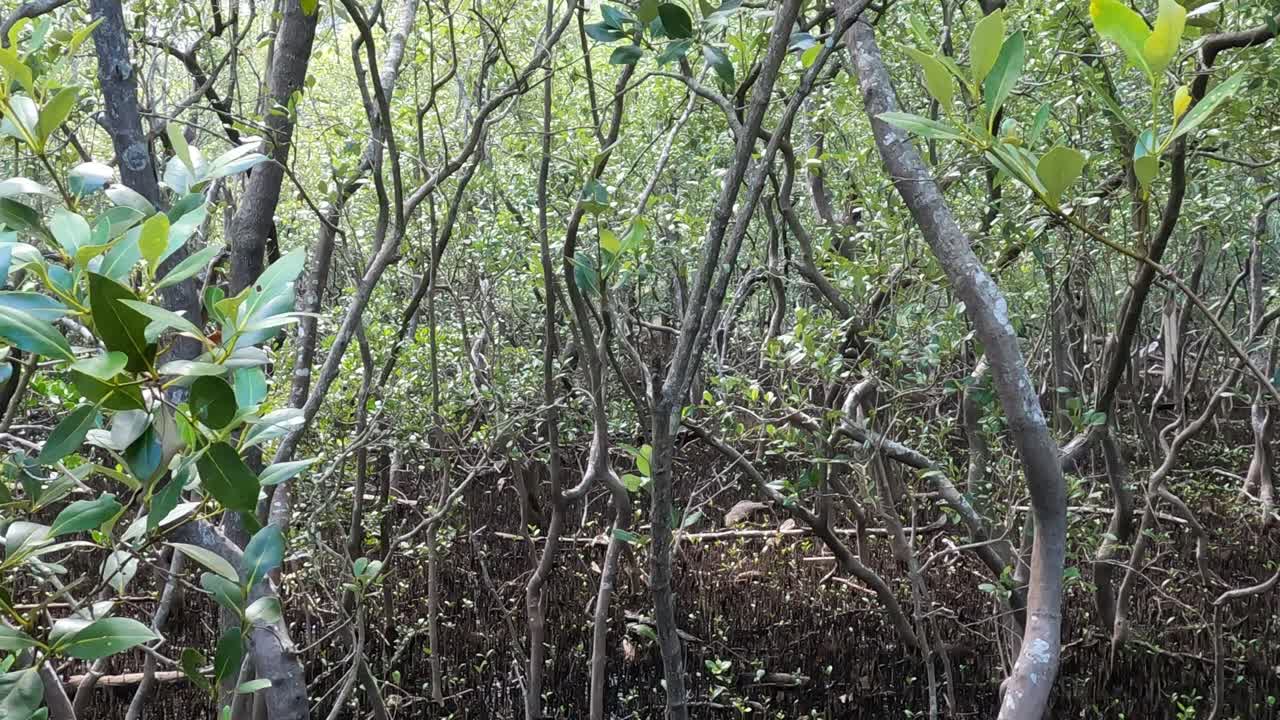 울창 한 맹그로브 식물 을 가로질러 산책 하는 것