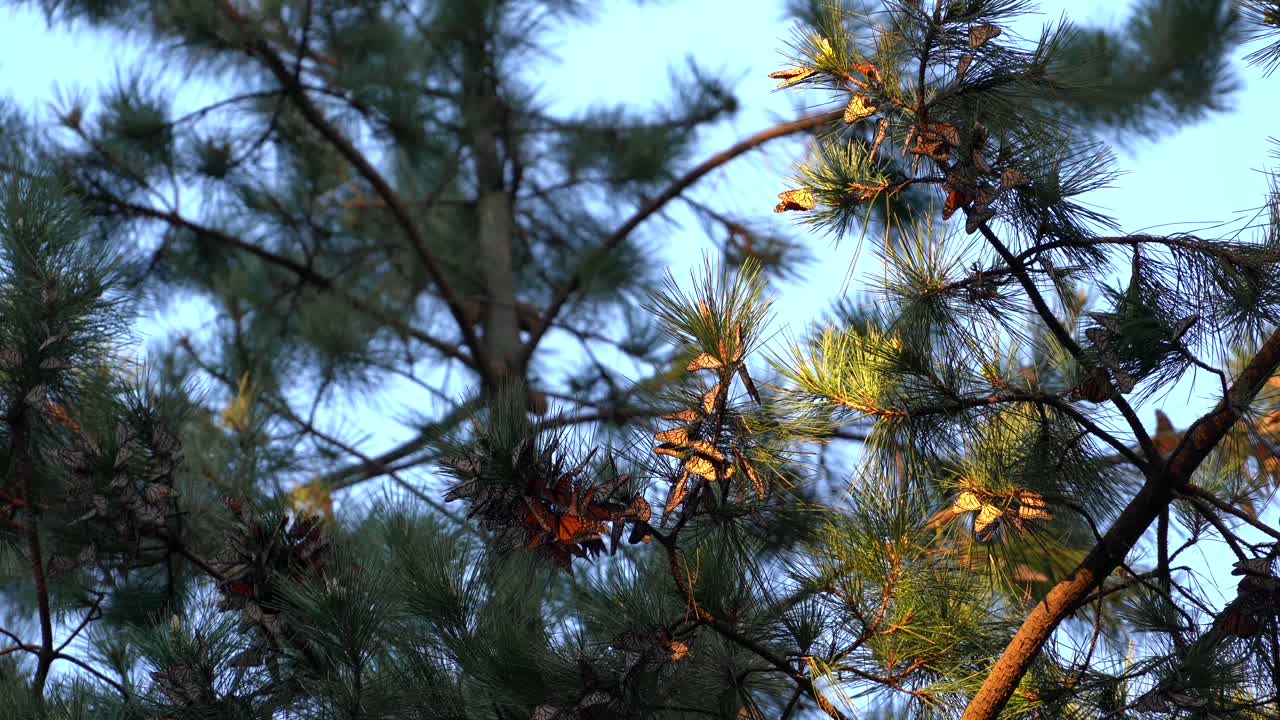 Endangered Western Monarch Butterflies roosting, clustering, and fluttering their bright orange wings as the sunlight spotlights them above the pine trees of Pacific Grove, Monterey, California