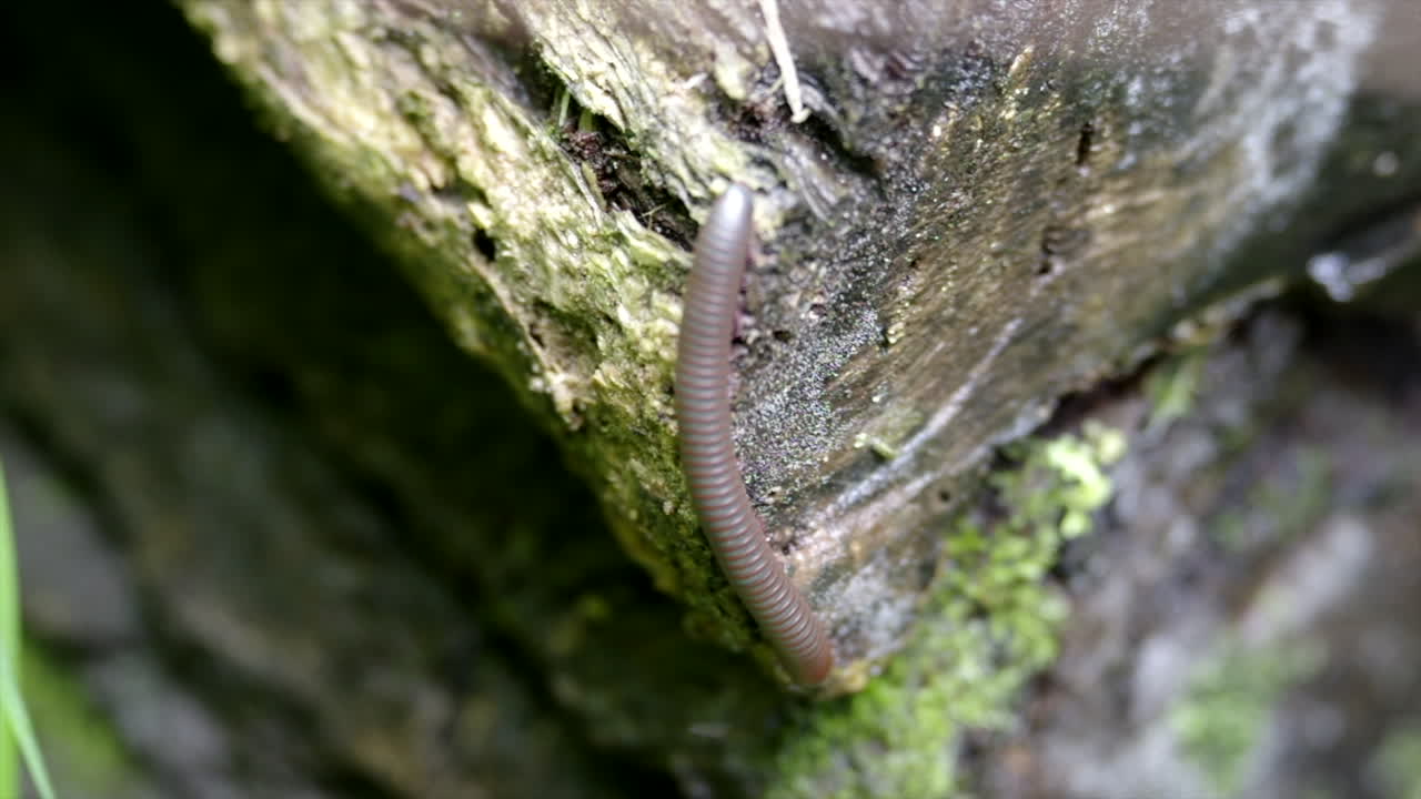 숲 속의 오래된 썩은 통나무를 기어가는 노래기