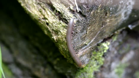 a millipede crawling on an old rotting log in the forest