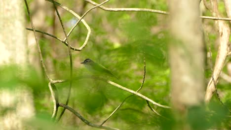 pico de limpieza de pájaro vireo de ojos rojos en la rama antes de volar en el bosque natural