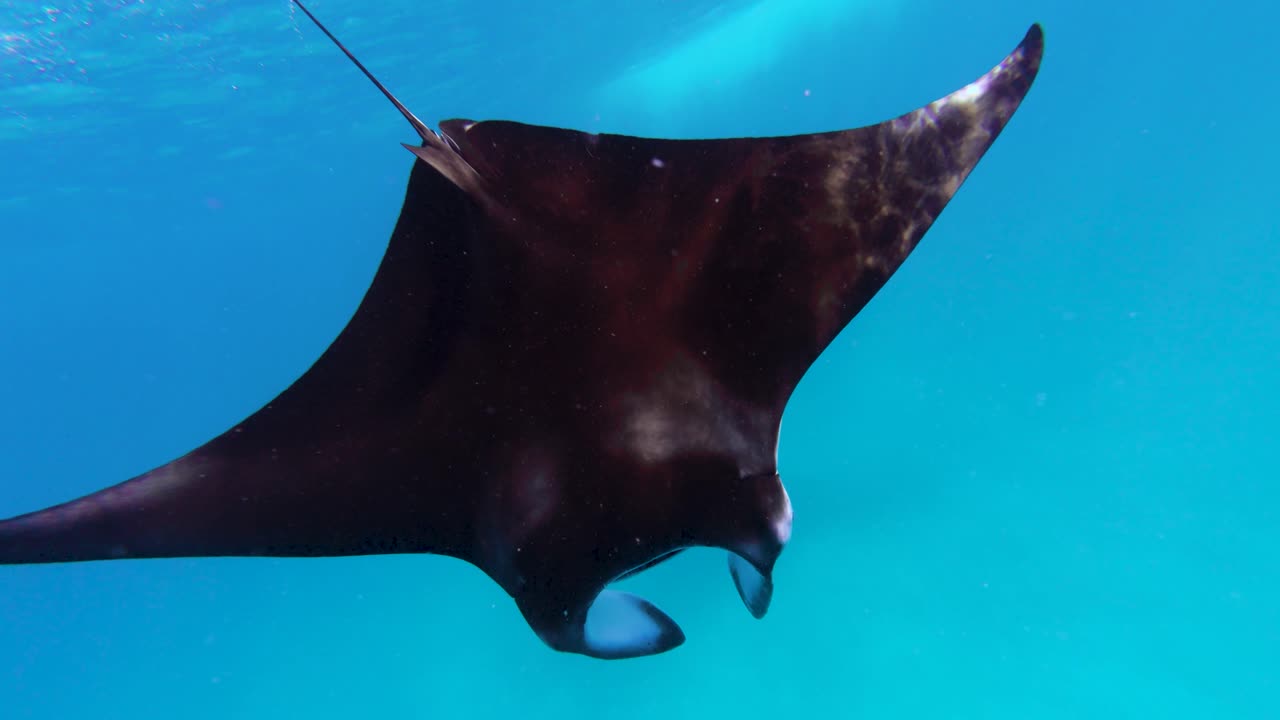 Manta rays swimming in the blue sea