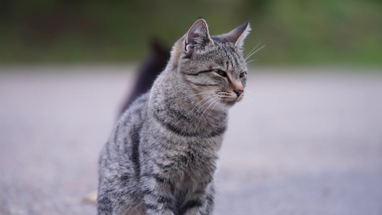 Gatto soriano grigio con occhi verdi