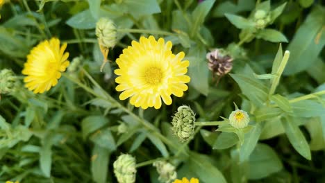 Common-Marigold-or-Calendula-officinalis-close-up-shot,-flowering-plant-in-the-daisy-family