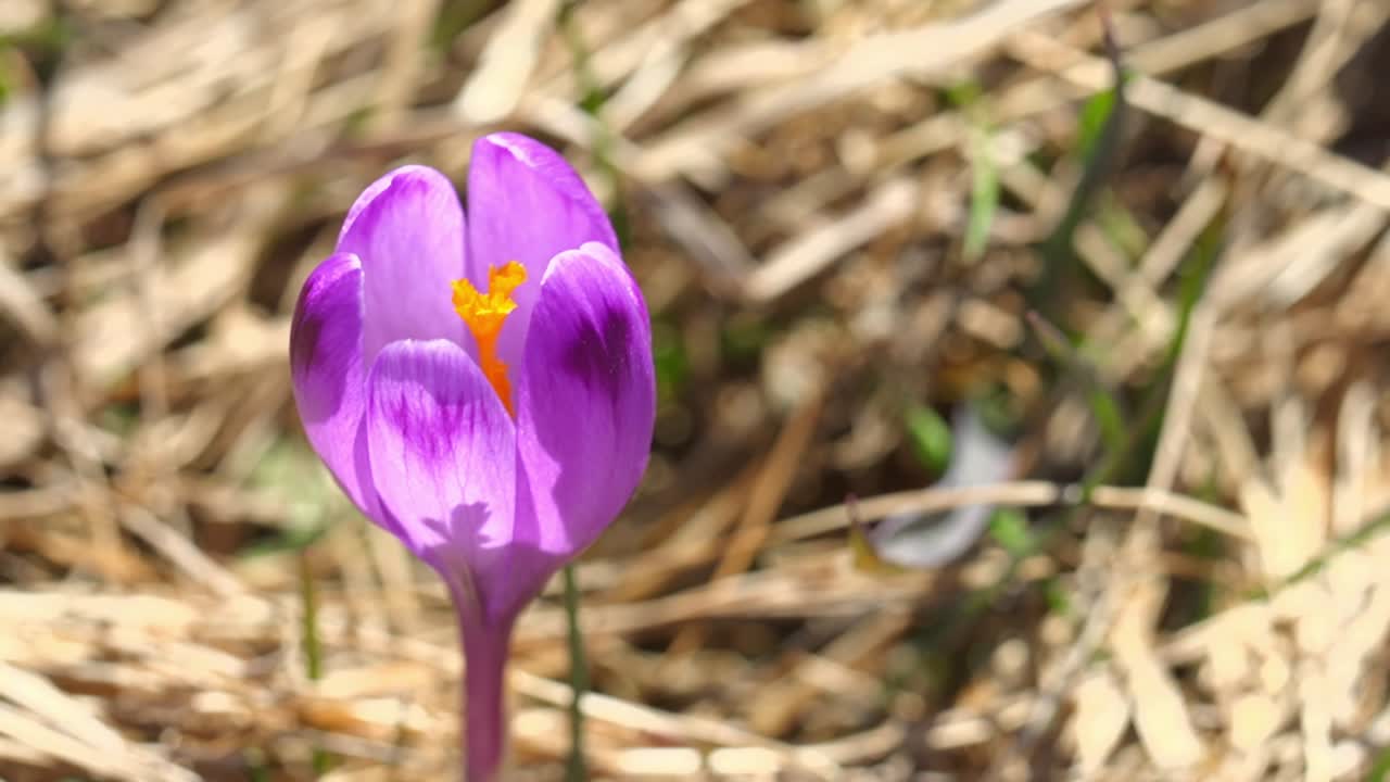 Makro jarak dekat bunga crocus ungu yang mekar di bawah sinar matahari musim semi. Kelopak bunga yang lembut dengan bagian tengah oranye cerah di tanah alami, sempurna untuk tema alam, musiman, dan botani