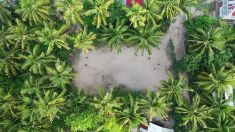 people playing basketball on sandy ground between palm trees, top down ascending aerial view