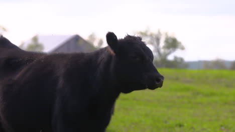 a black angus beef cow stands in a green pasture.
