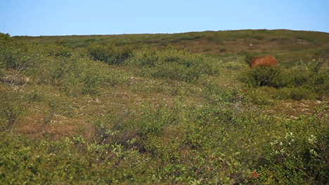 Grizzlybär-Steht-Auf-Und-Geht-Weg