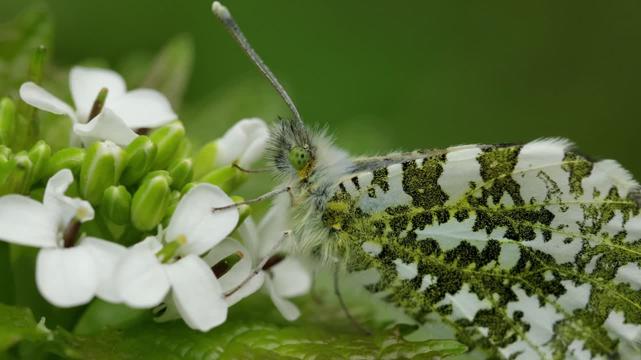 セイヨウアブラナ（Alliaria petiolata）の花に止まるメスのツマキチョウ（Anthocharis cardamines）のクローズアップ。春。イギリス。