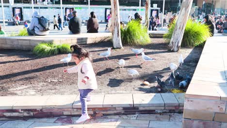 a child interacts with pigeons in melbourne