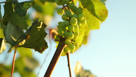 grapevine during a sunny day caught in a strong wind