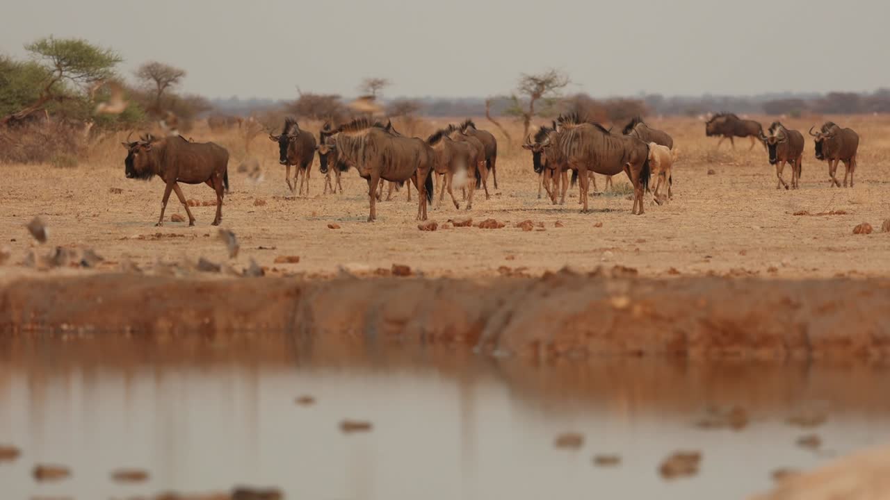el gnu azul caminando hacia un pozo de agua en el parque nacional de nxai pan, botswana