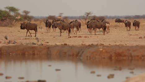 Blue-Wildebeest-Walking-to-Waterhole-in-Nxai-Pan-National-Park,-Botswana