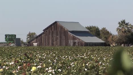 Scheune-Oder-Hütte-In-Einem-Baumwollfeld-In-Kalifornien,-USA