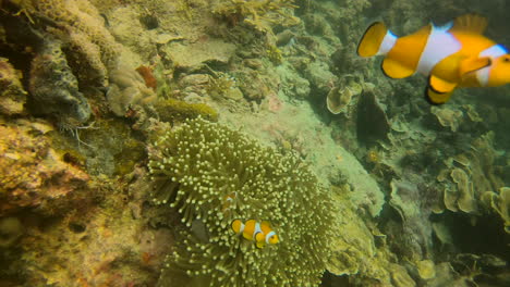 coral reef scene with clown fishes