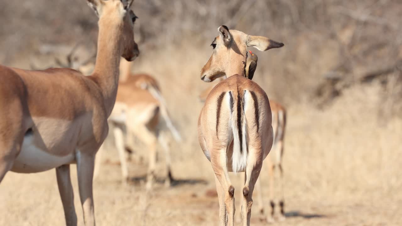 A red-billed oxpecker cleaning the ears of a female impala antelope, Greater Kruger. Wide shot.