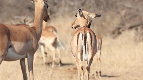 a red-billed oxpecker cleaning the ears of a female impala antelope, greater kruger. wide shot.