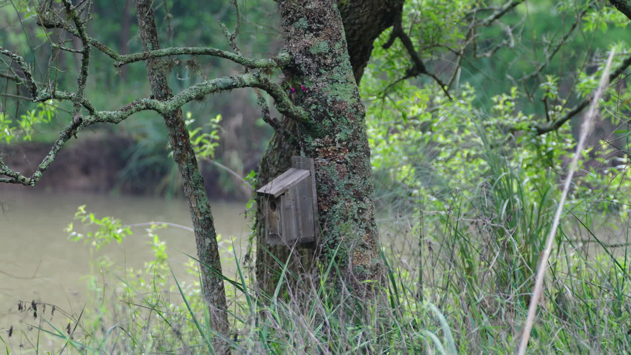 Rustic wooden birdhouse hanging on tree in lush forest, wildlife habitat
