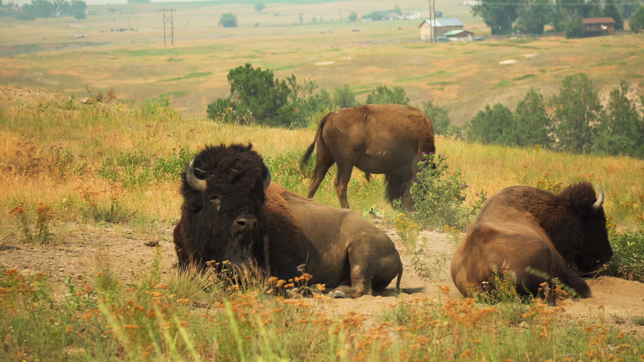 bisonte acostado, descansando, condiciones ventosas