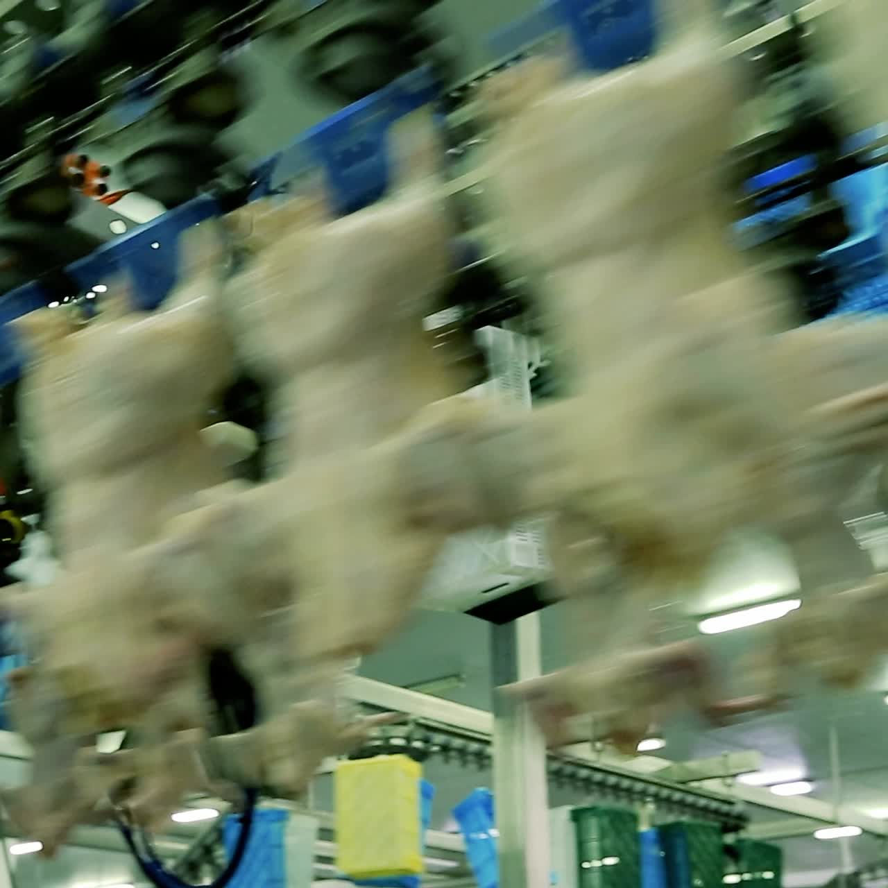 Chicken on conveyor belt