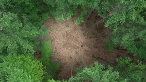 aerial view of a circle of trees with a clearing through which a person walks