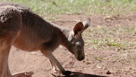 a kangaroo eating food on the ground