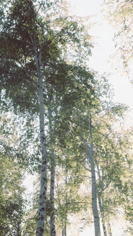 tall birch trees reaching up to a bright sky in a forest