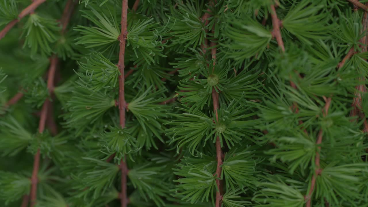 a drop in the pine cherry detail slow mo