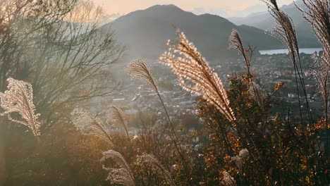 japanese pampas grass at sunset with city view