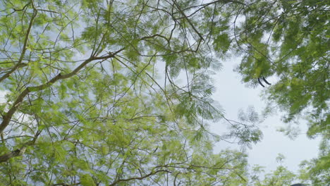 facing up shot of beautiful trees in a peaceful park in hong kong