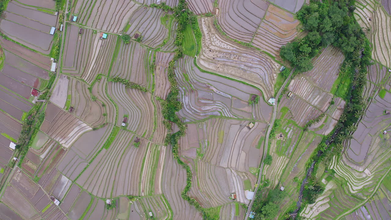 Stunning Top Down Aerial of Unesco Jatiluwih Rice Terraces in Bali, Indonesia. 4K Drone