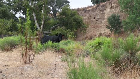 all black cow watches camera intently with green mustard plants surrounding her
