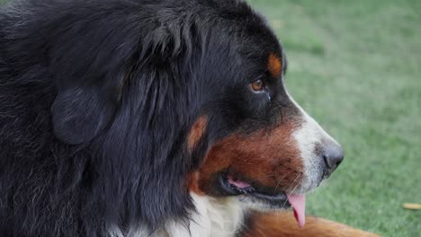 domesticated bernese mountain dog lying down on green lawn yard