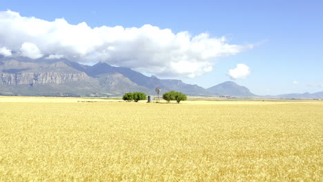 when the weather's warm, grow corn