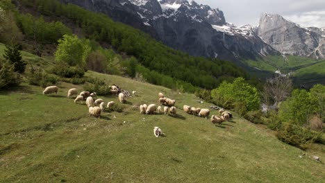 shepherd dog and white sheep on green meadow with forest and mountain background