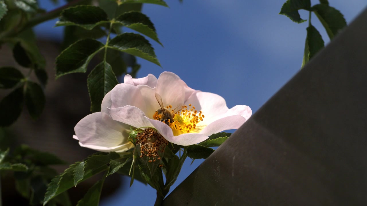 Superzeitlupe einer Honigbiene, die Pollen in einer Wildrosenblüte vor blauem Himmel sammelt.