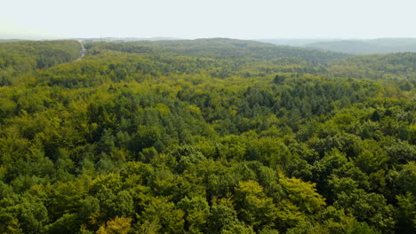 Flying-Over-Dense-Lush-Foliage-Of-Witomino-Forest-In-Gydnia-Poland-Under-Bright-Sky