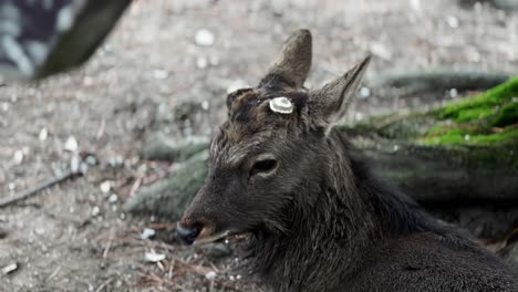 portrait of sika deer resting in nara park, japan