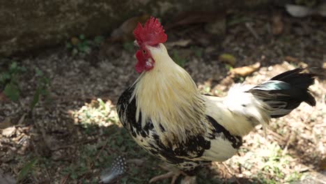 gallo blanco y negro mirando a su alrededor