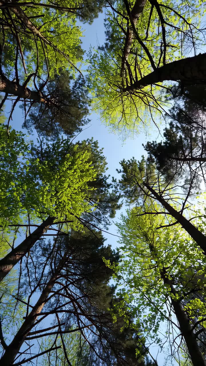 Guardando in alto attraverso le chiome degli alberi verso il cielo.
