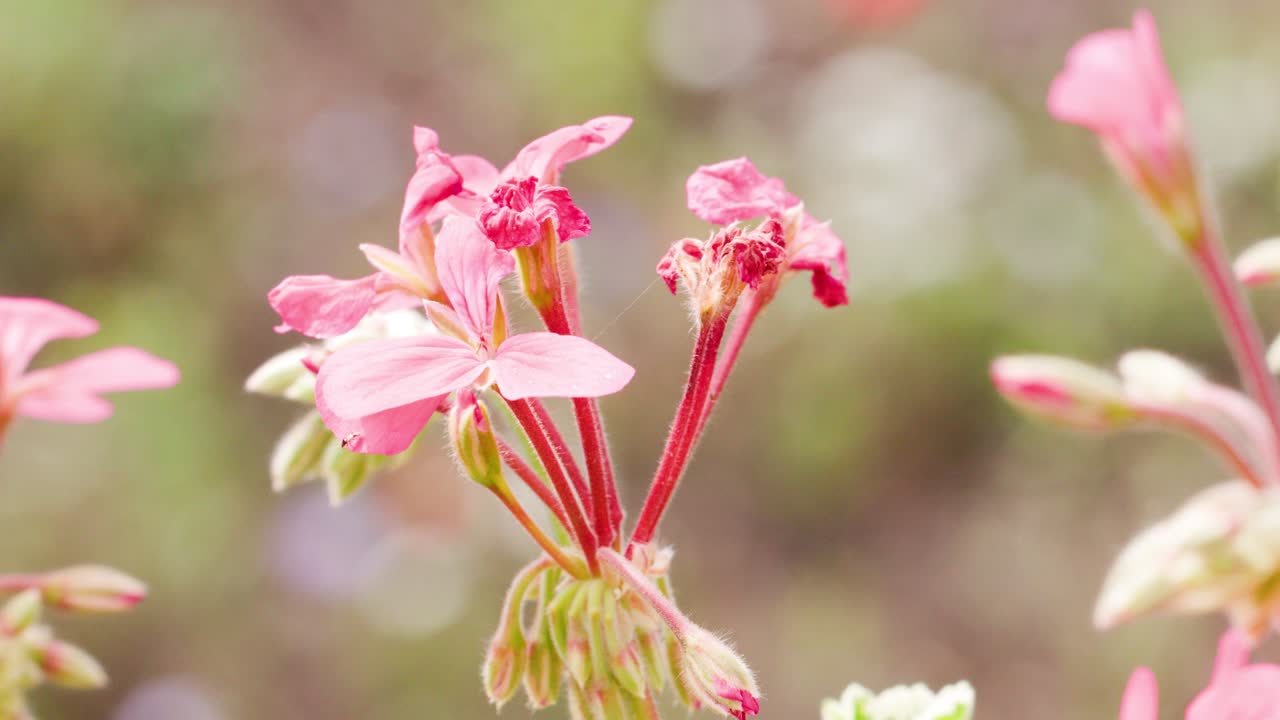 Pink wildflowers sway gently outdoors as the camera slowly pans, with a shallow depth of field and soft, natural lighting enhancing the dreamy mood